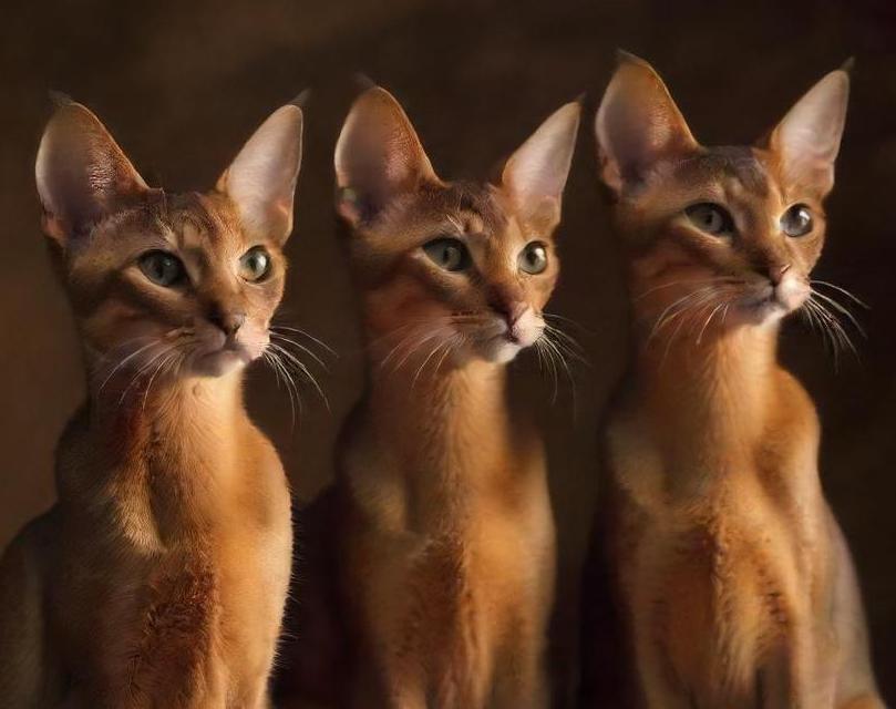 Abyssinian cat