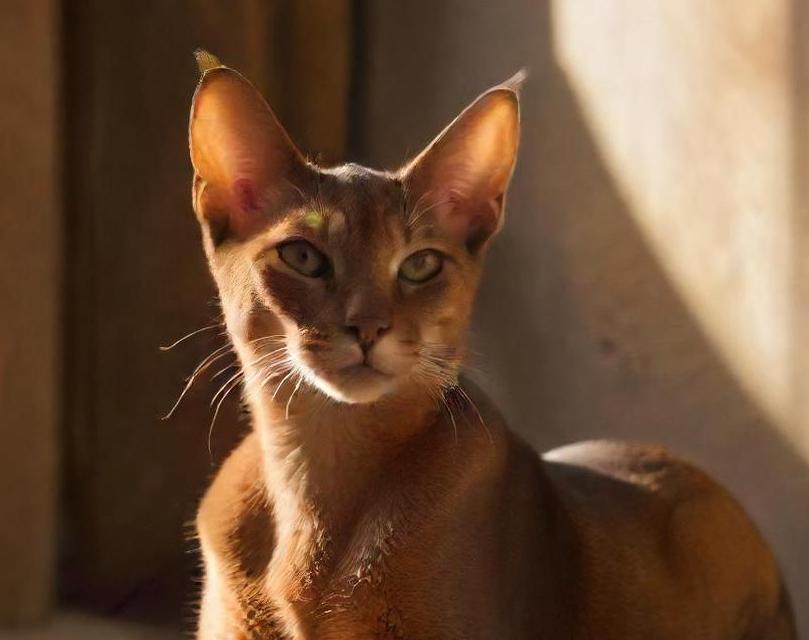 Abyssinian cat