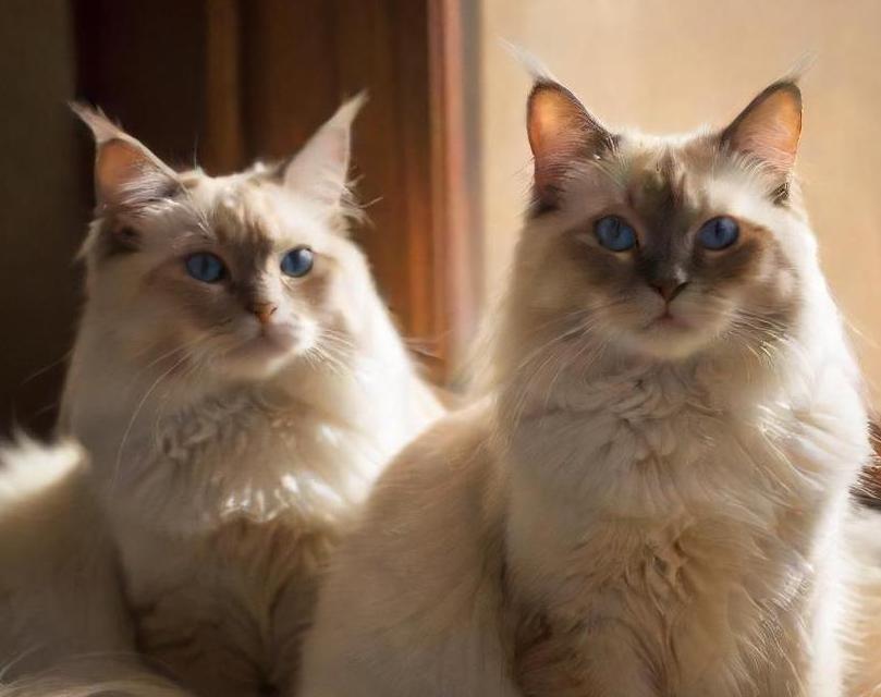 birman cat breed picture