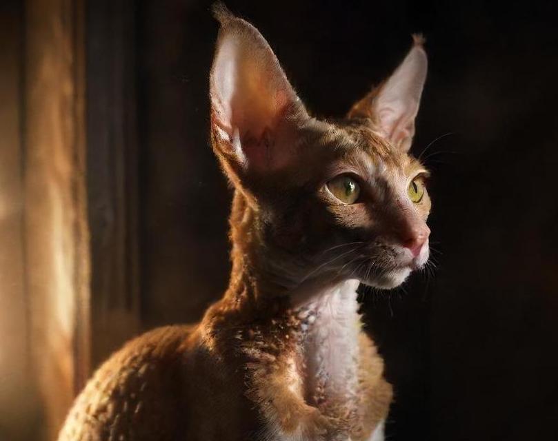 Cornish Rex cat