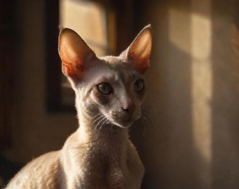 Cornish Rex cat