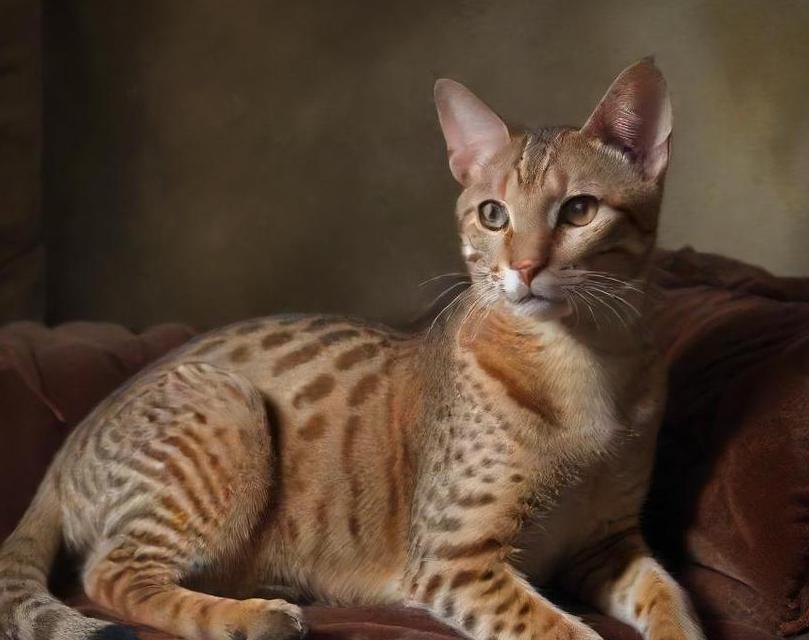 Ocicat cat