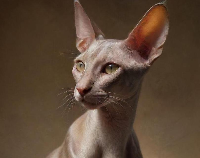 Oriental Shorthair cat