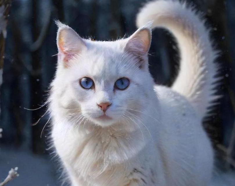 Snowshoe cat