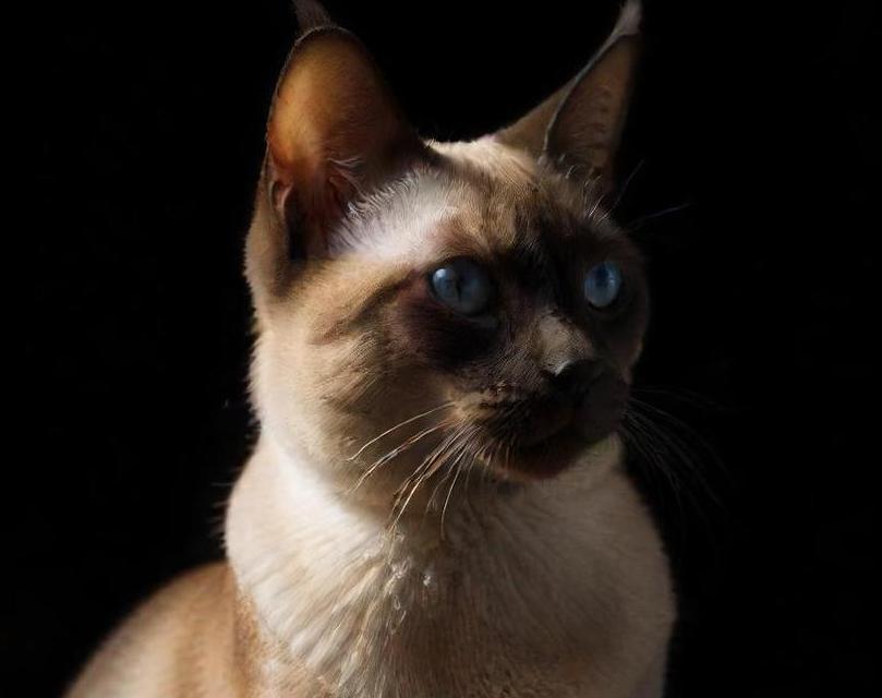 tonkinese cat breed picture