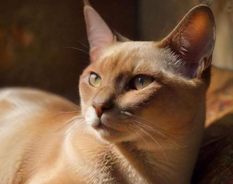 Tonkinese cat