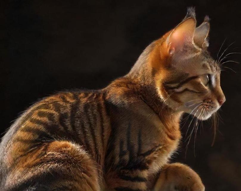 Toyger cat