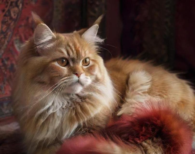 Traditional Persian cat