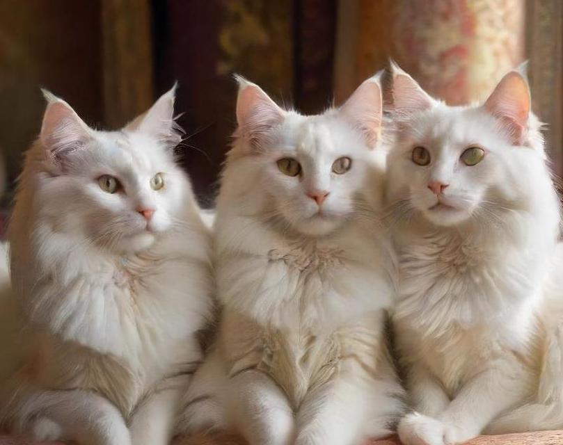 Turkish Angora cat